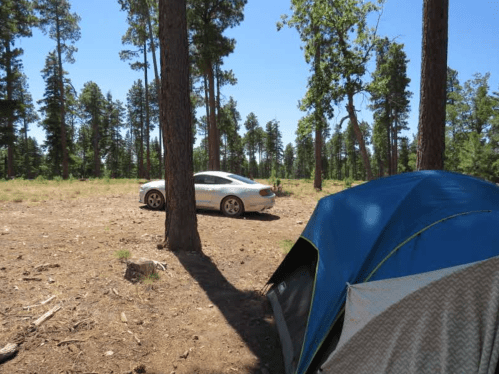 A silver car parked near a blue tent in a forested area with tall trees and clear blue skies.